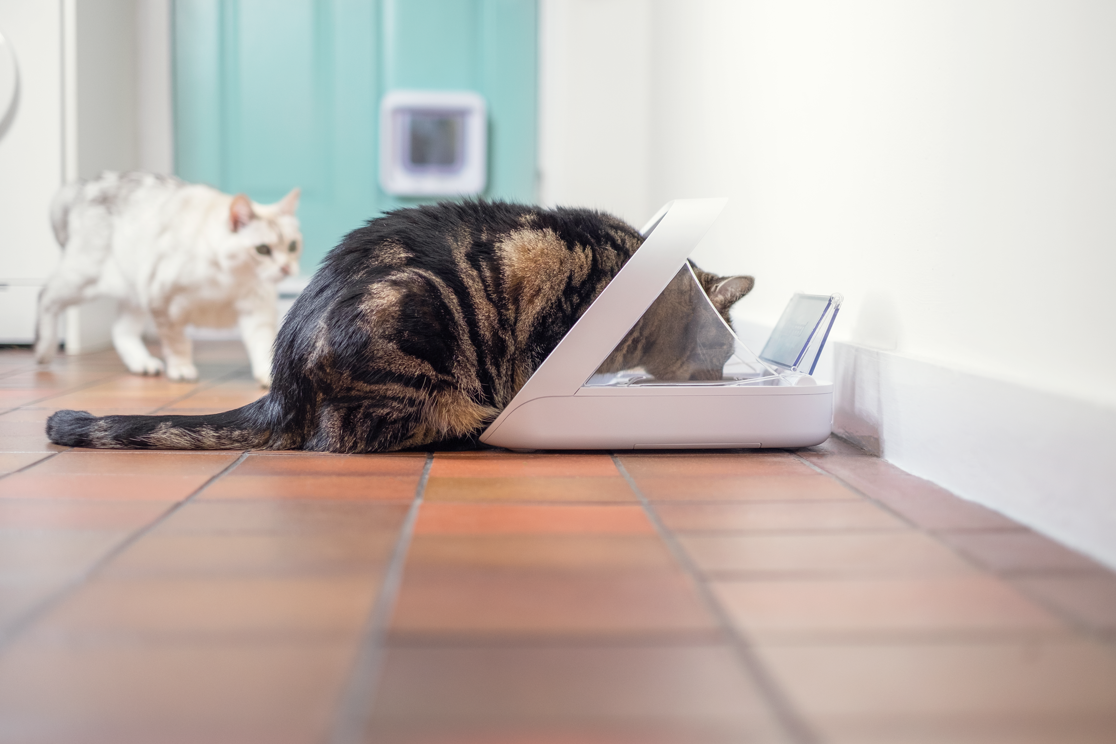SureFeed Microchip Pet Feeder Connect And Hub